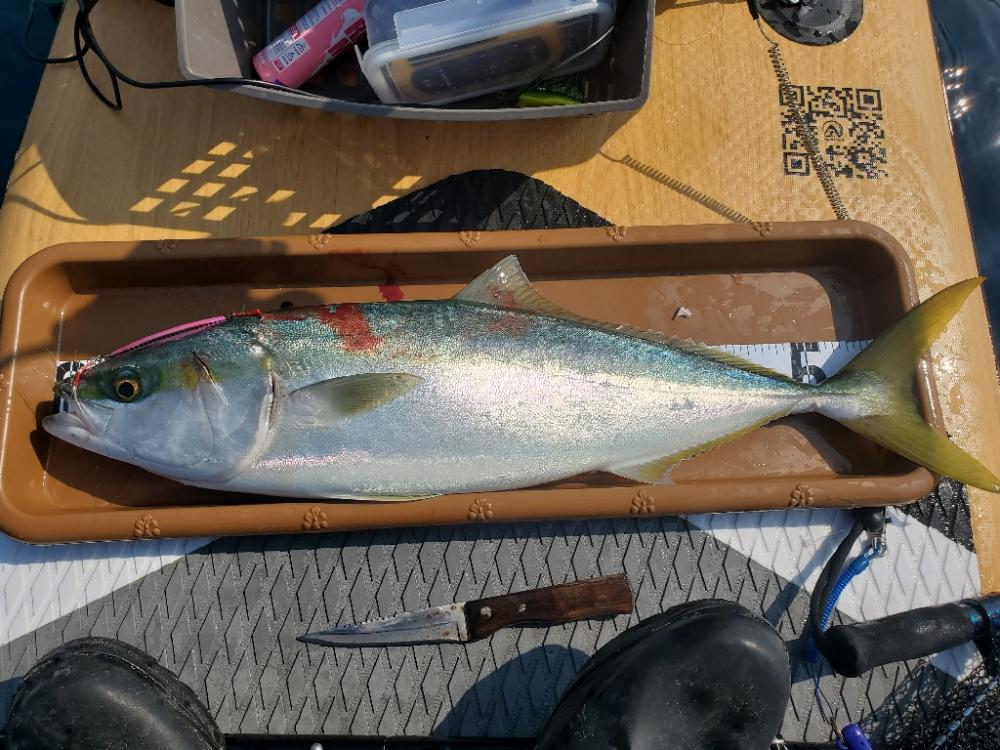 SUPフィッシング