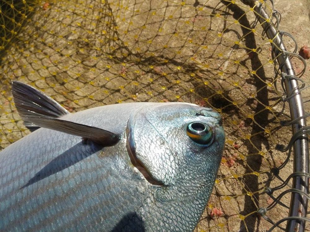 シーズン初沖磯