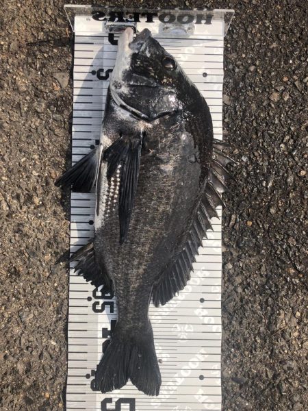 イチノ兄弟（兄）釣果！