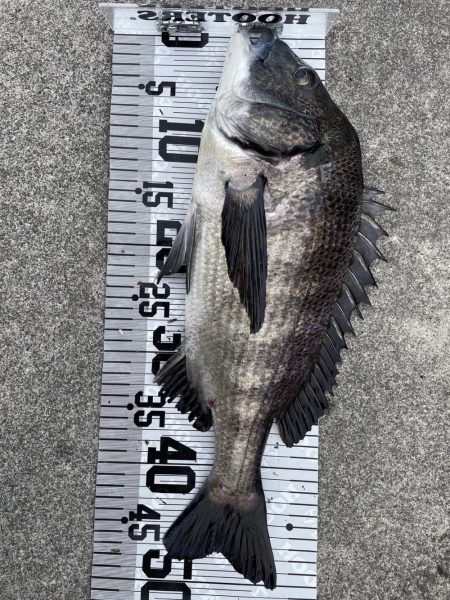 イチノ兄弟(兄)釣果!