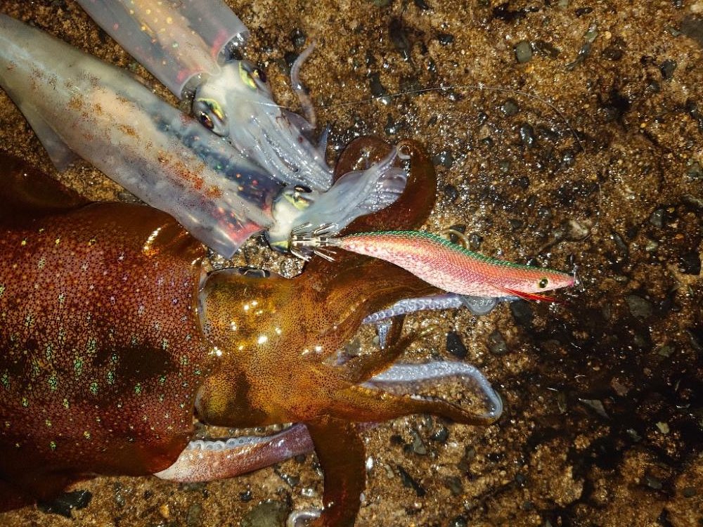 月夜エギングin対馬