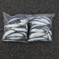 引き続きイワシ好調