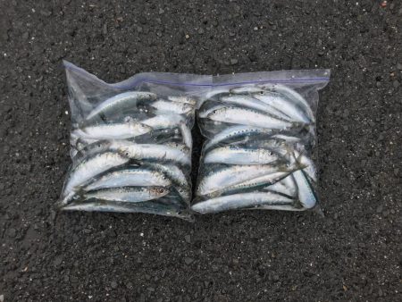 引き続きイワシ好調