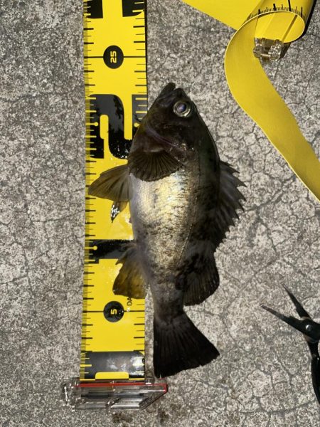 今日もメバリング