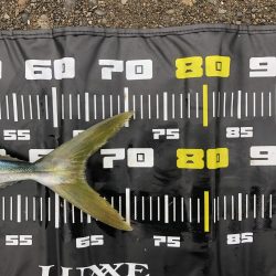 朝まずめ終わりのメジロ