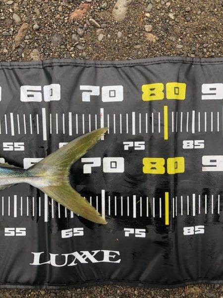 朝まずめ終わりのメジロ