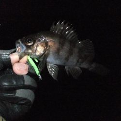 メバリング?ガシリング?