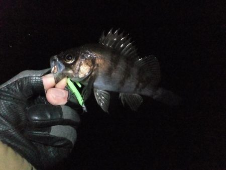 メバリング?ガシリング?