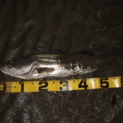 極寒のアフターシーバス