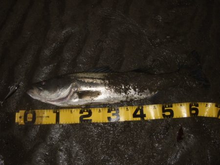 極寒のアフターシーバス