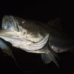 厳寒の戻りシーバス