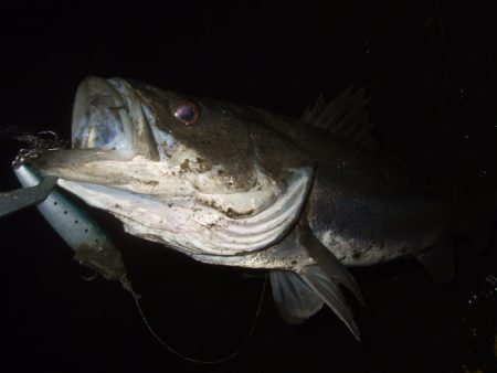 厳寒の戻りシーバス