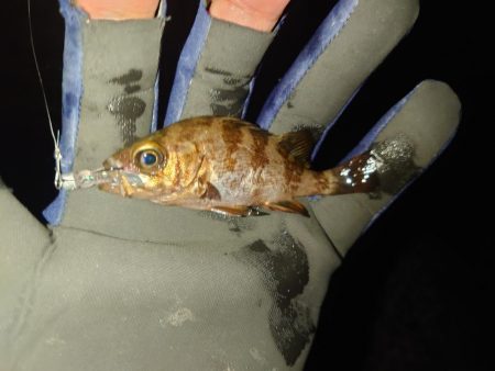 明石メバリング