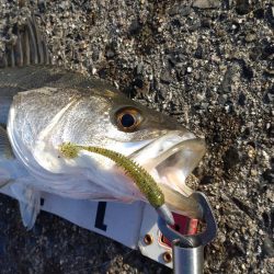 気分転換にシーバス