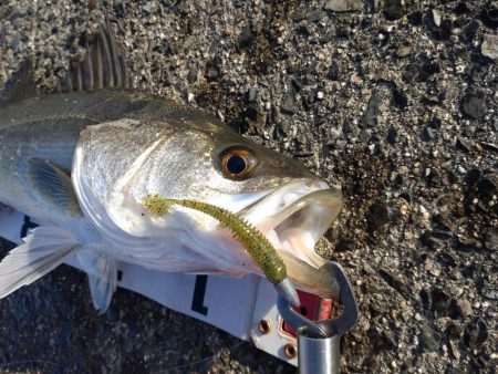 気分転換にシーバス