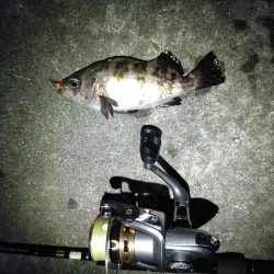 久々にメバルにあえた