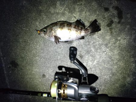 久々にメバルにあえた