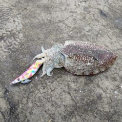 コウイカエギング