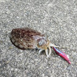 コウイカエギング