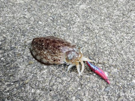 コウイカエギング