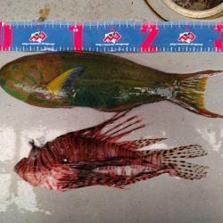 本年初釣行三宅島、地磯大荒れ湯の浜港へ場所移動。