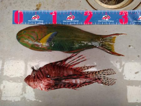 本年初釣行三宅島、地磯大荒れ湯の浜港へ場所移動。