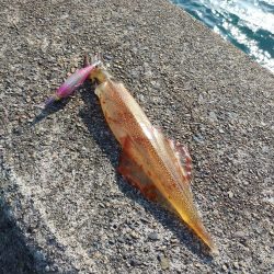 久しぶりのヤリイカ