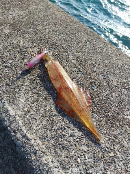 久しぶりのヤリイカ