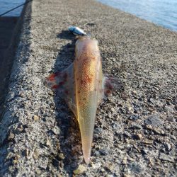 今日もヤリイカ