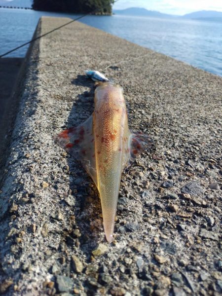 今日もヤリイカ