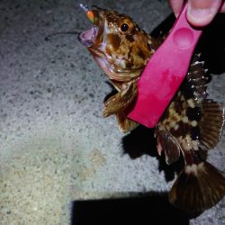 明石二見メバリング