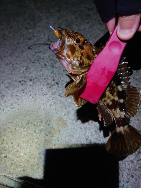 明石二見メバリング