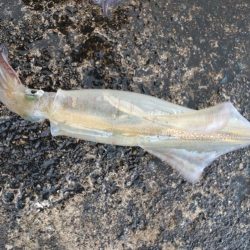 ビギナーズラック2