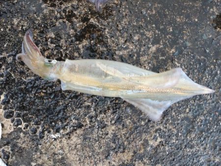 ビギナーズラック2