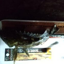 今期初メバル♪