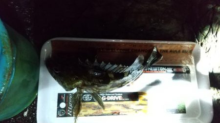 今期初メバル♪