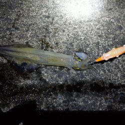 ヤリイカエギング