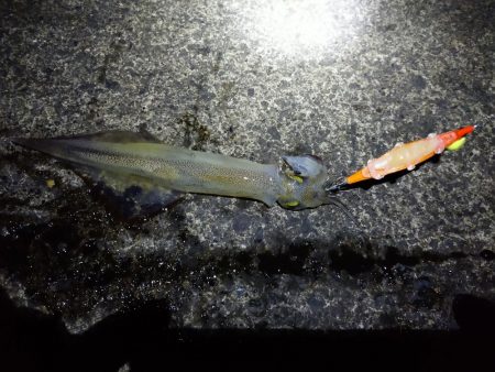 ヤリイカエギング