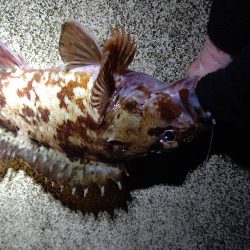 メパリング初め