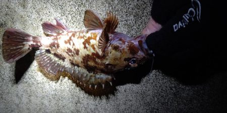 メパリング初め