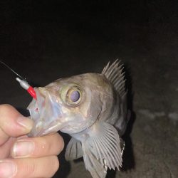 今日も暖かいからメバリング