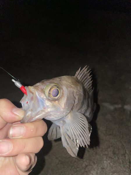 今日も暖かいからメバリング