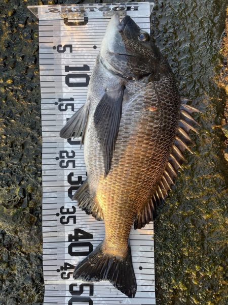 イチノ兄弟（兄）釣果！