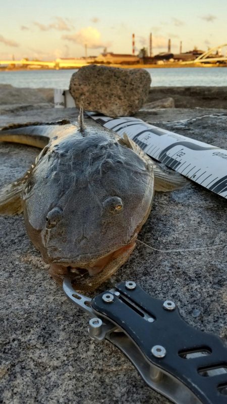 激渋の中、マゴチ