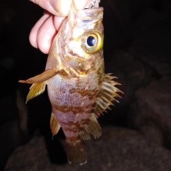 激渋メバリング