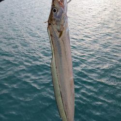 タチウオジギング