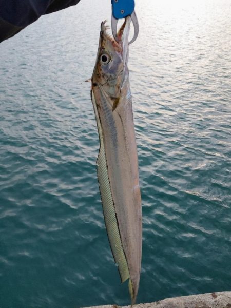 タチウオジギング