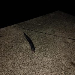 タチウオジギング