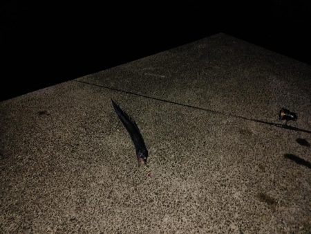 タチウオジギング