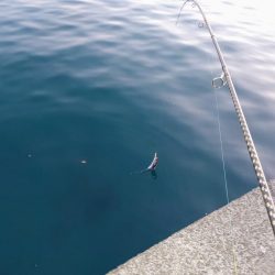 タチウオジギング＆ワインド